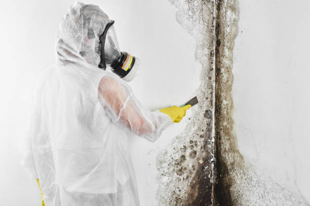 Best DIY Mold Remediation Support Services in Princeton, KY