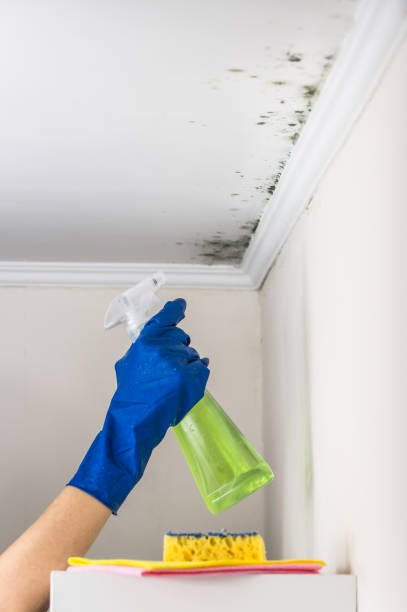 Best Basement Mold Remediation in Princeton, KY