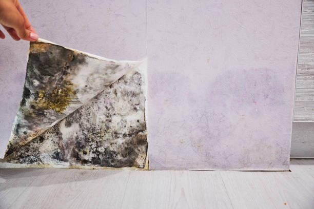 Best Post-Flood Mold Remediation in Princeton, KY